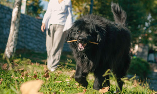 Caring for Your Pet Best Tips to Show You Love Animals